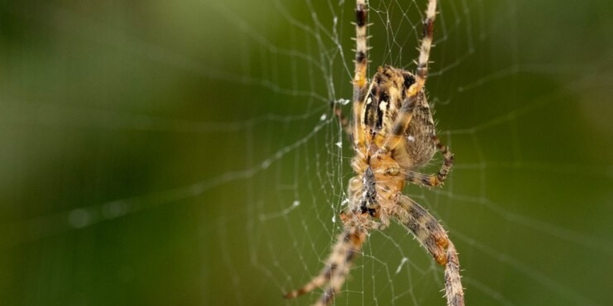 Spider Infestation: Prevention Tips for a Spider-Free Home