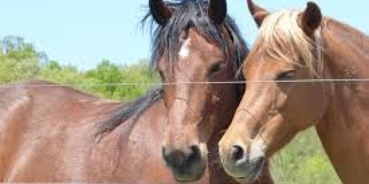 Non-Profit Horse Rescue in Pennsylvania