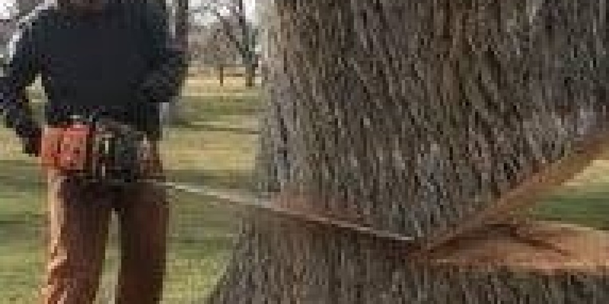 DIY vs. Professional Tree Trimming: Why Hiring Experts Matters