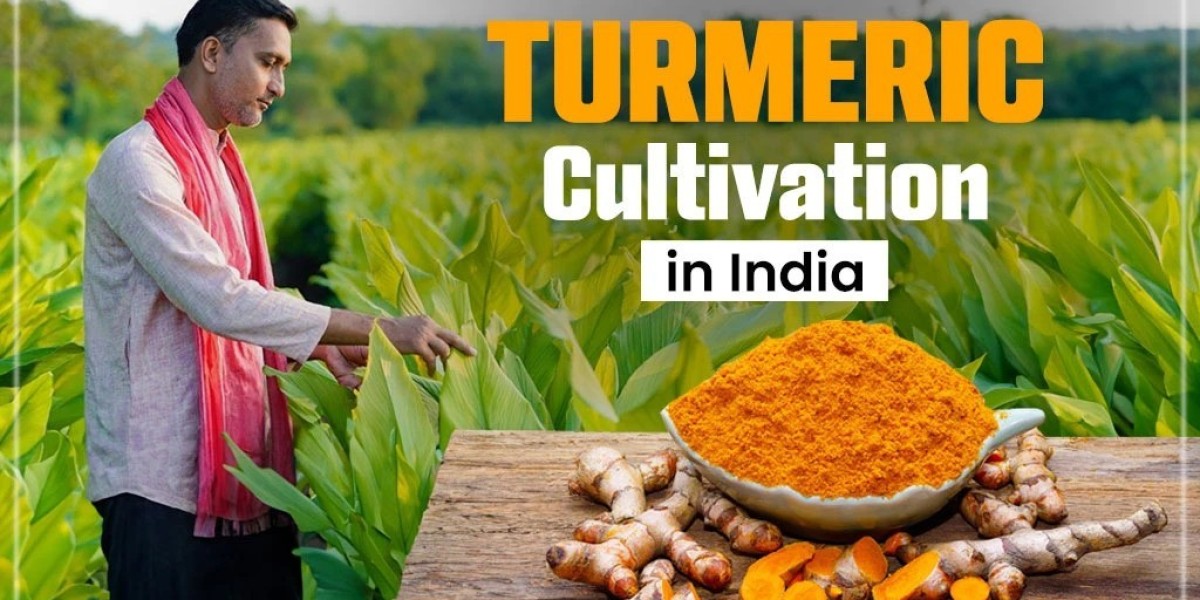 Turmeric Farming in India